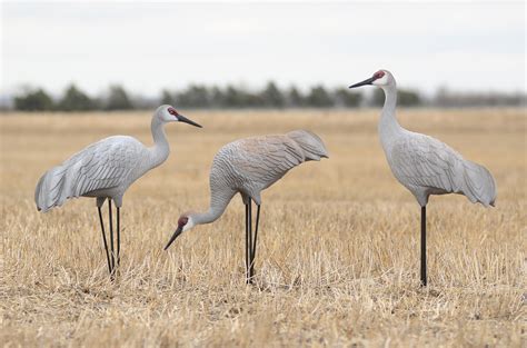 best sandhill crane decoys